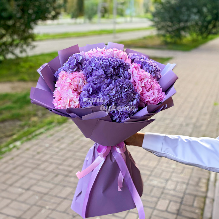 7 розовых и фиолетовых гортензий
