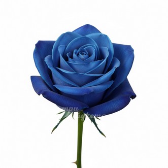 Синяя роза
